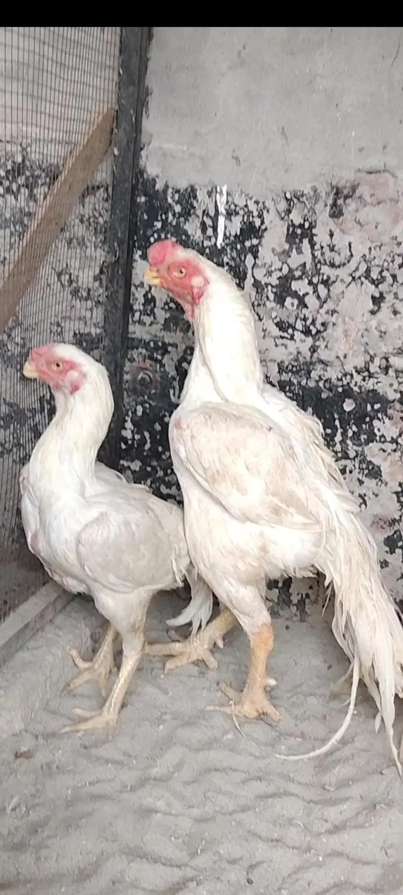 Indian parrot Beak long taile/ long taile parat beek pare price 45000 — photo 2
