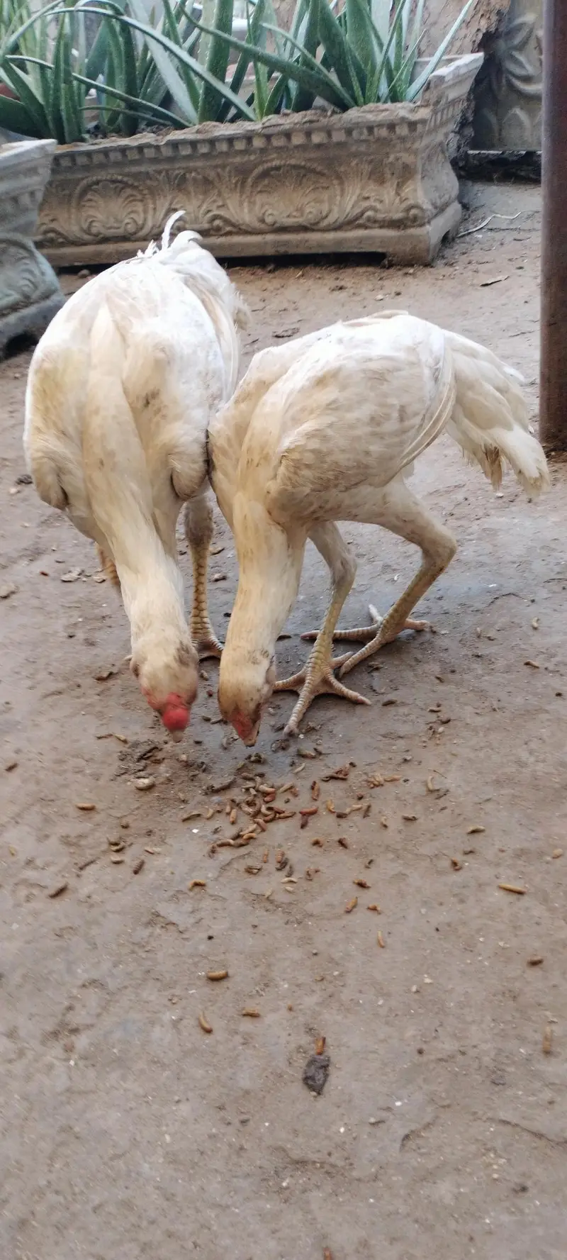 Indian parrot Beak long taile/ long taile parat beek pare price 45000 — photo 3