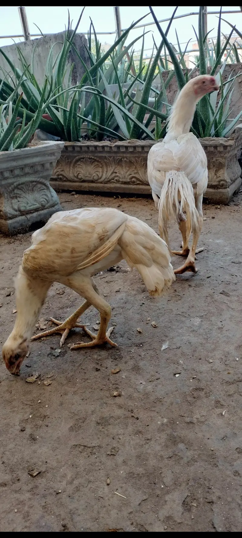 Indian parrot Beak long taile/ long taile parat beek pare price 45000 — photo 4