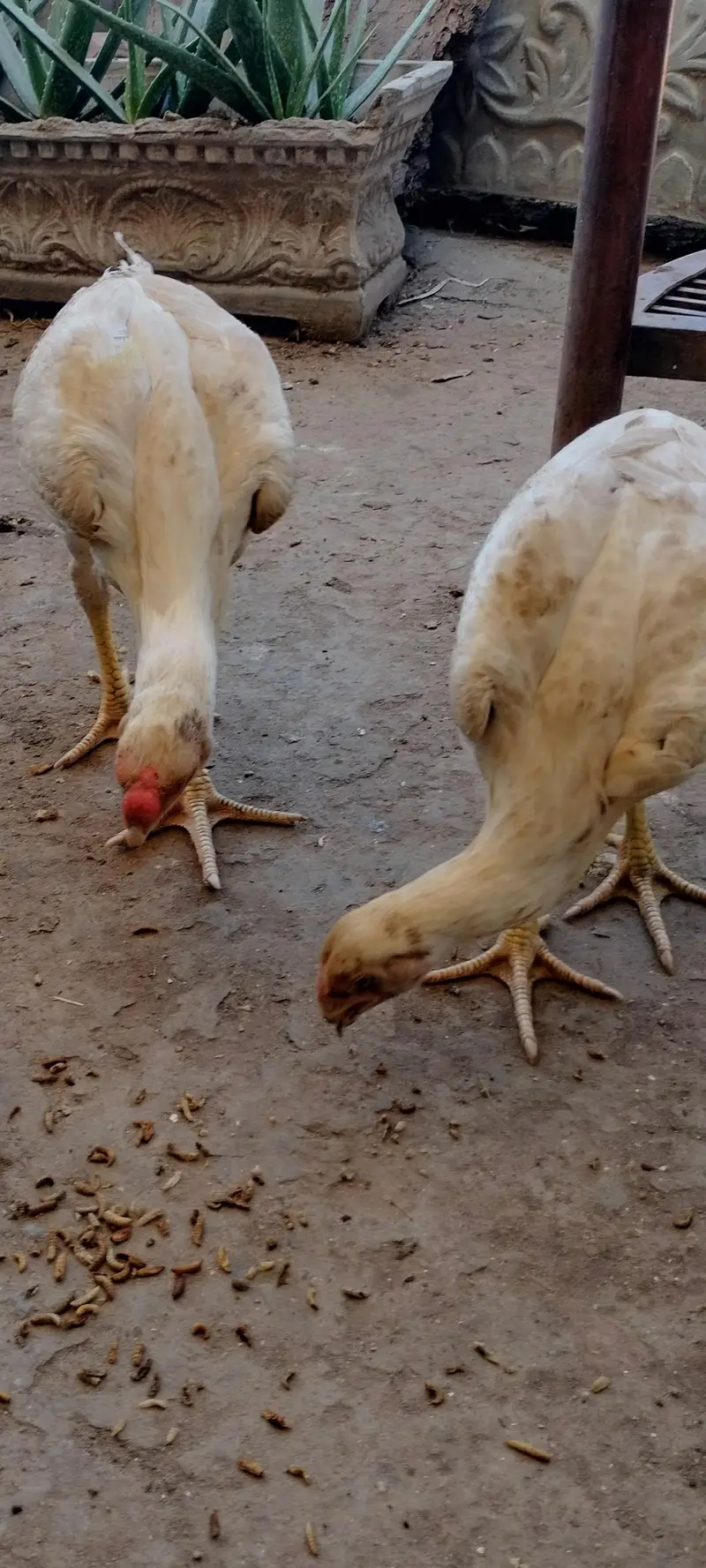 Indian parrot Beak long taile/ long taile parat beek pare price 45000 — photo 5