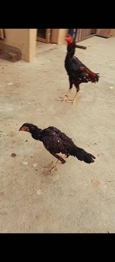 aseel lasani pathy in low price