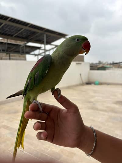 Raw Pahari male handtame