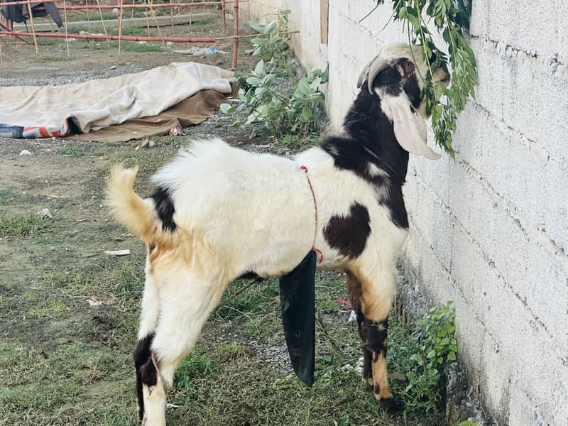 Beautiful bakra 0