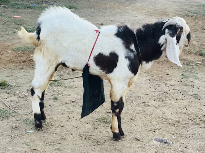 Beautiful bakra 1