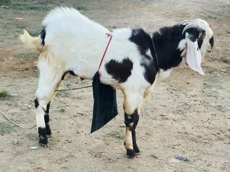 Beautiful bakra — photo 2