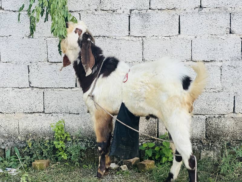 Beautiful bakra 2
