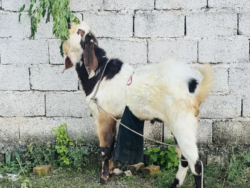 Beautiful bakra — photo 3