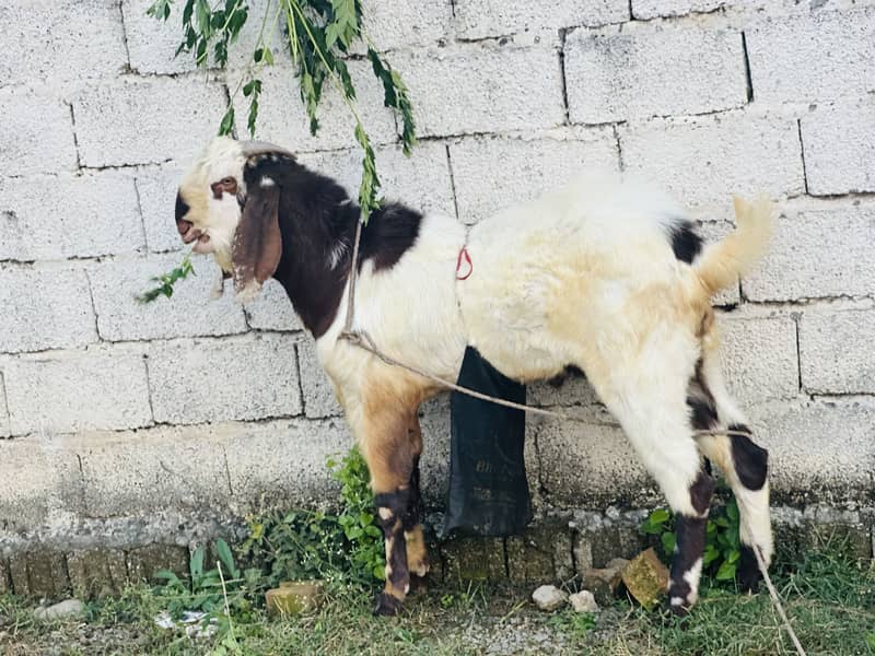 Beautiful bakra 3