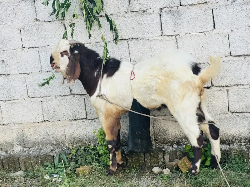 Beautiful bakra — photo 4