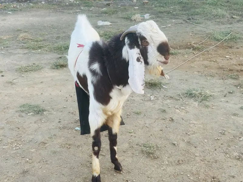Beautiful bakra — photo 5