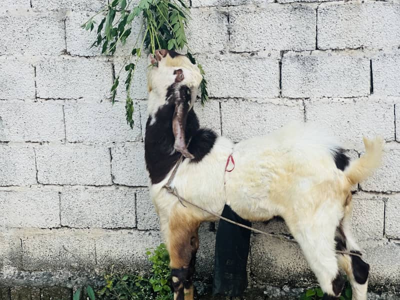 Beautiful bakra 5