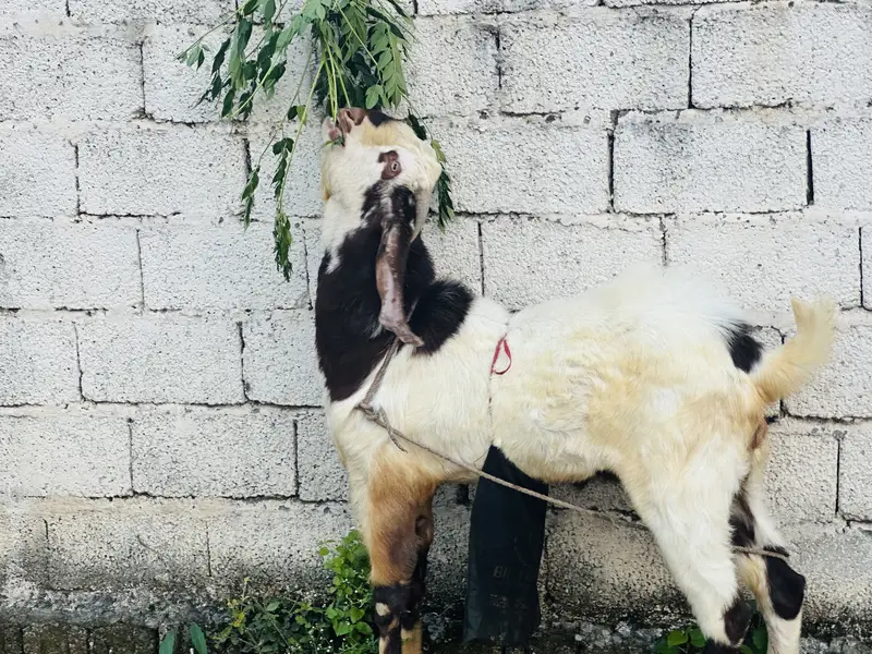 Beautiful bakra — photo 6