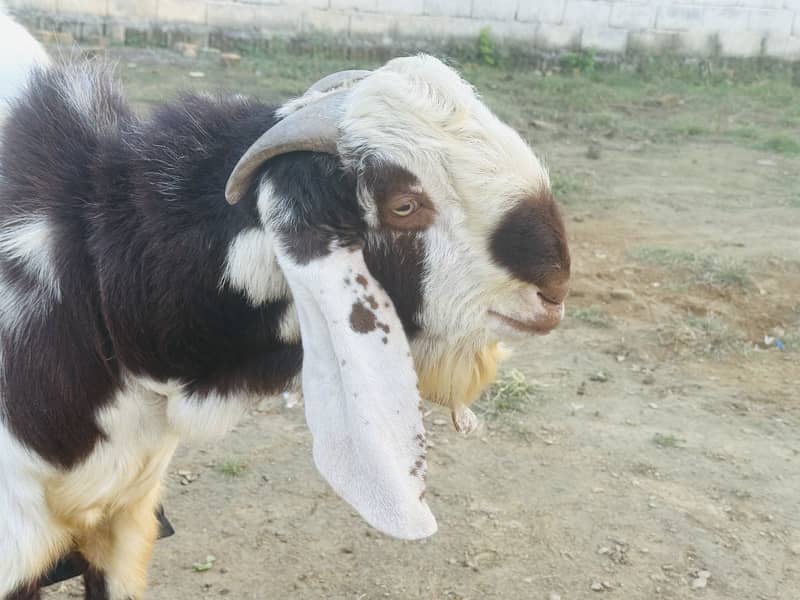Beautiful bakra 6