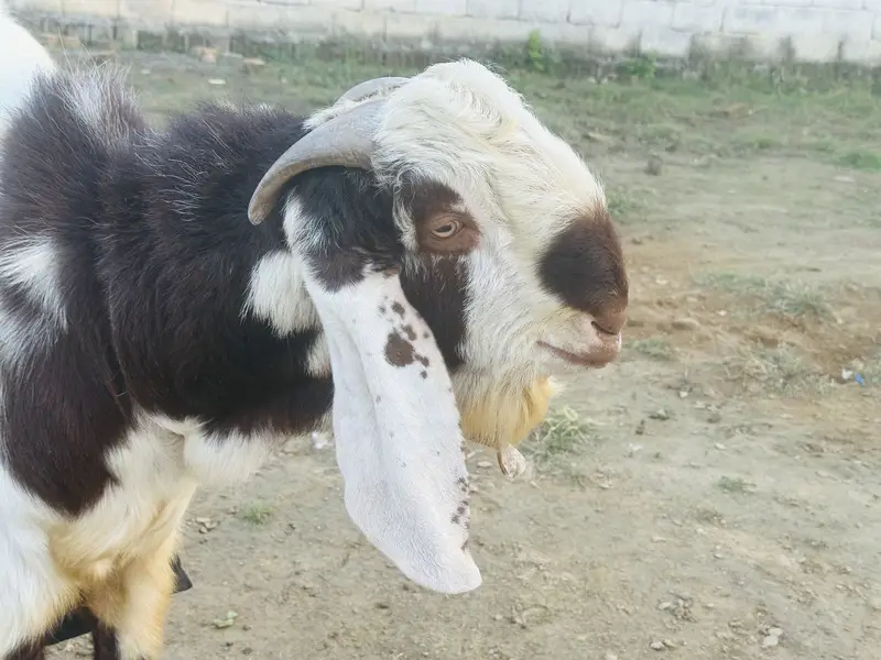 Beautiful bakra — photo 7