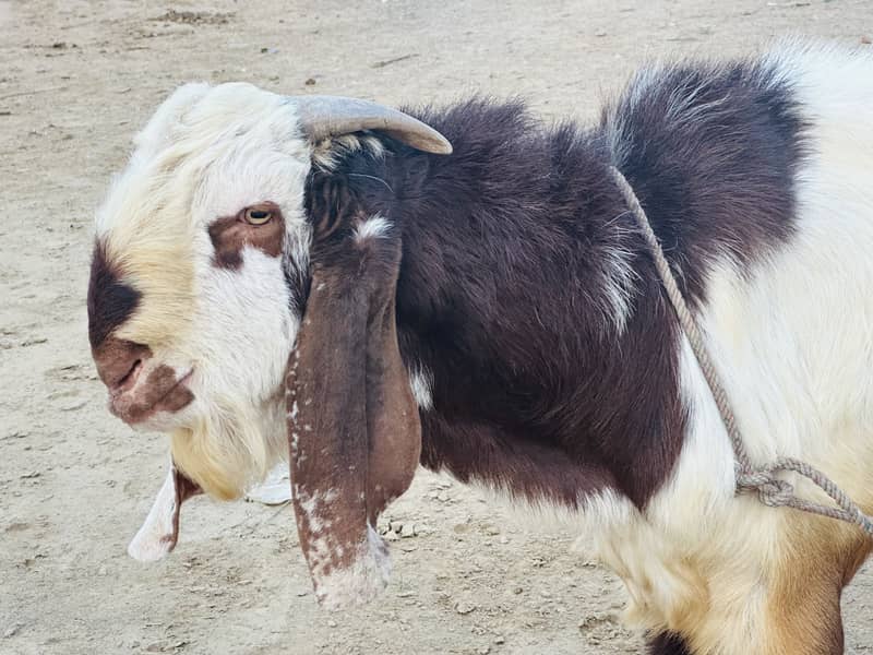Beautiful bakra 7