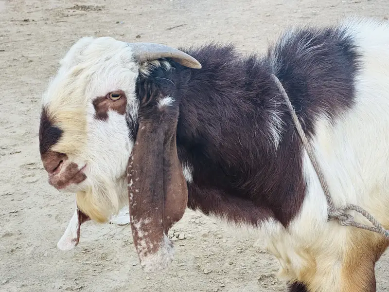 Beautiful bakra — photo 8