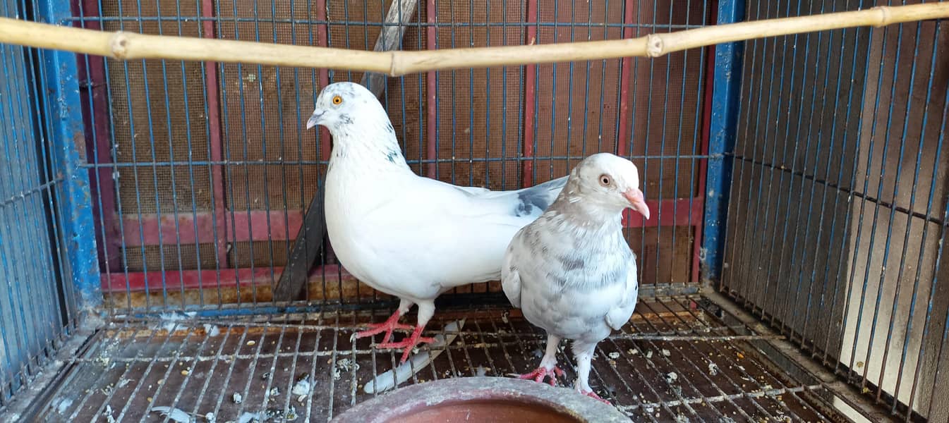 pigeon 0