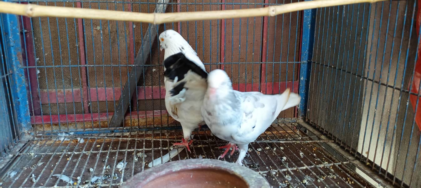pigeon 1
