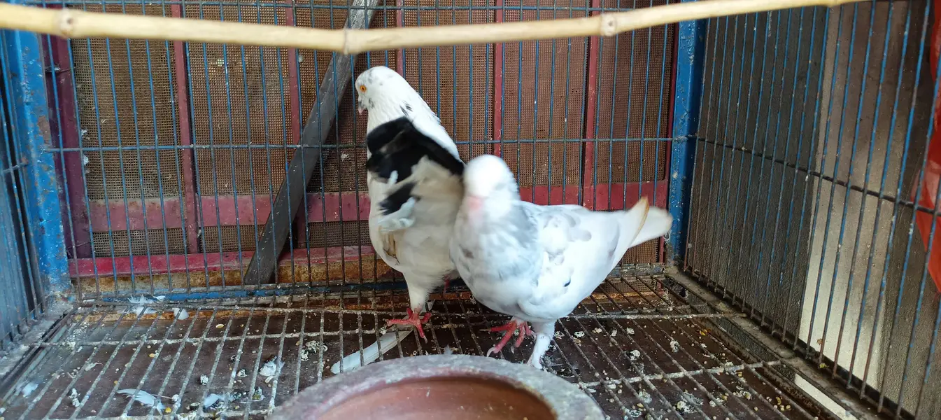 pigeon — photo 2