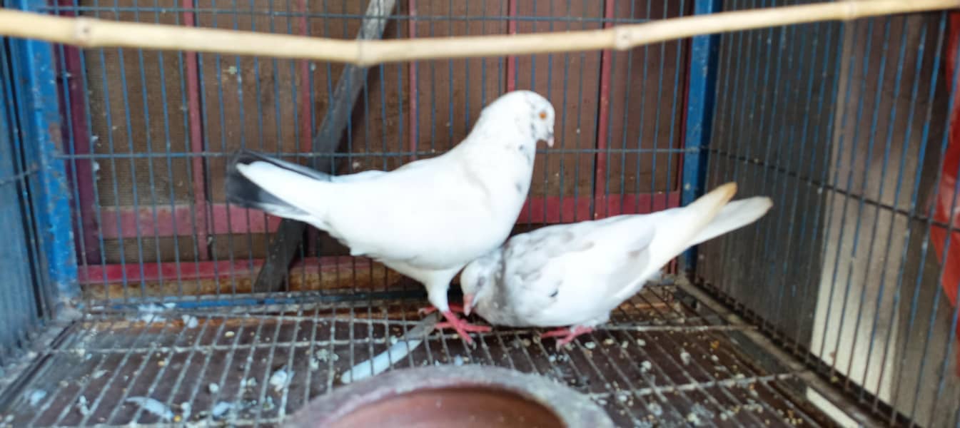 pigeon 2