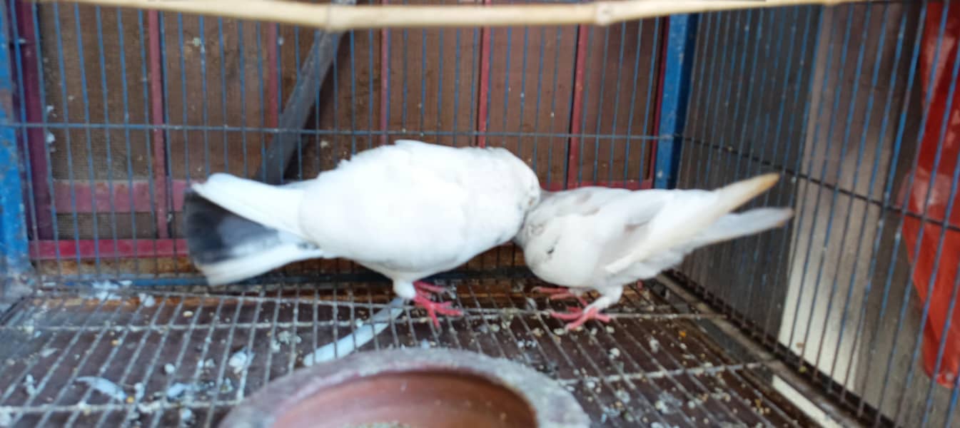 pigeon 3