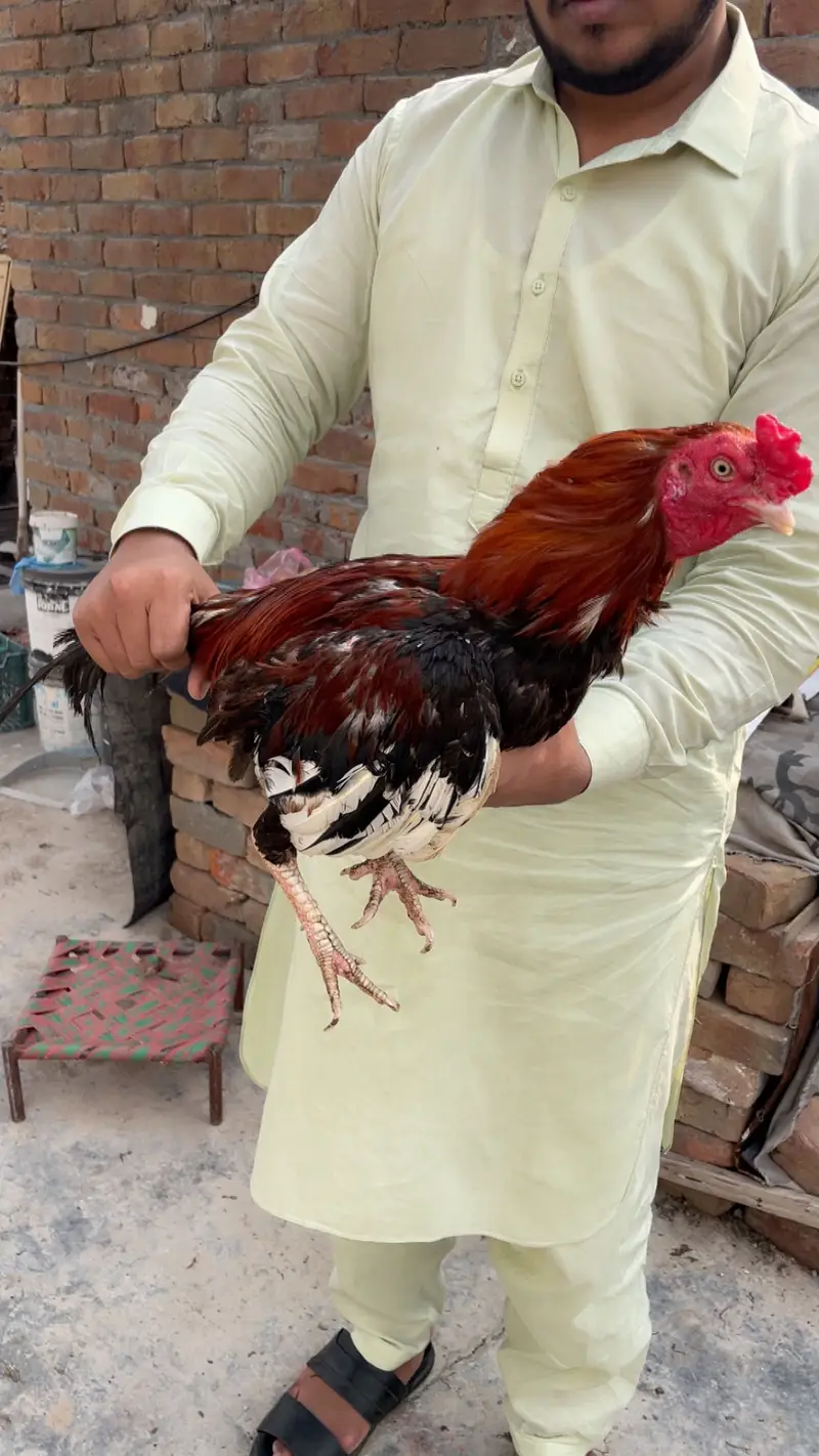 Aseel mina wale — photo 3