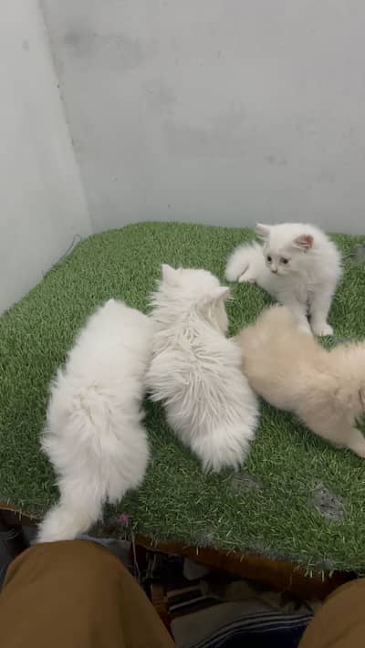 Triple coat Persian kittens punch face location sahiwal