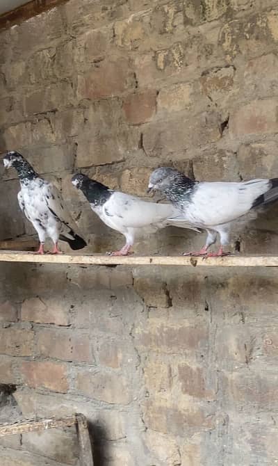 10 kabotar for sale