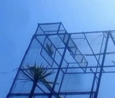 pigeon 3  cages