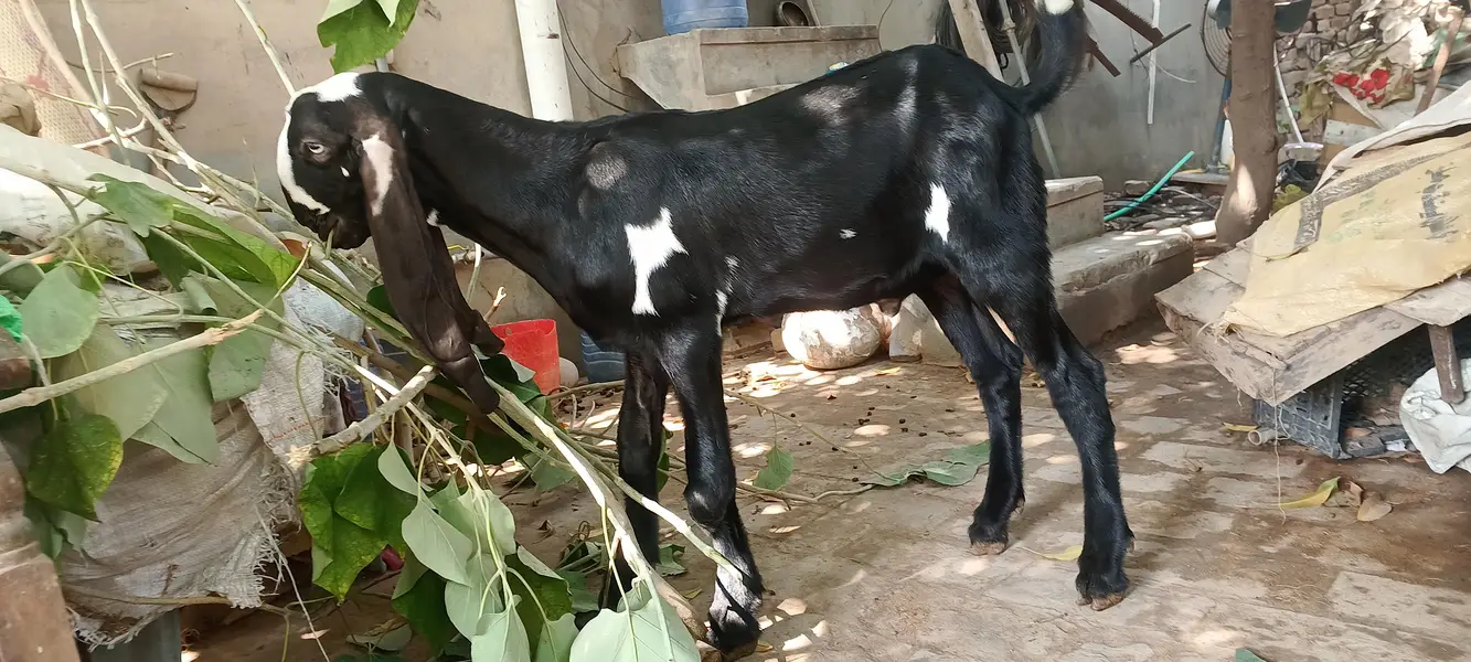 4.5 months beetal male kid — photo 2