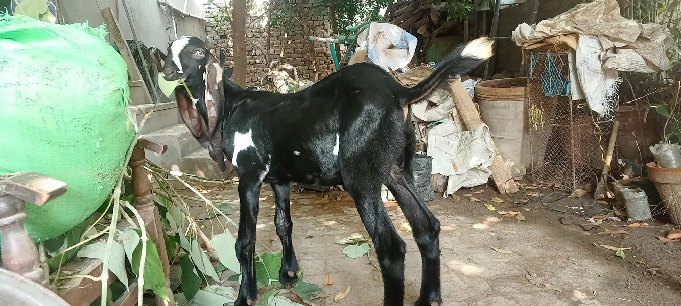 4.5 months beetal male kid — photo 3