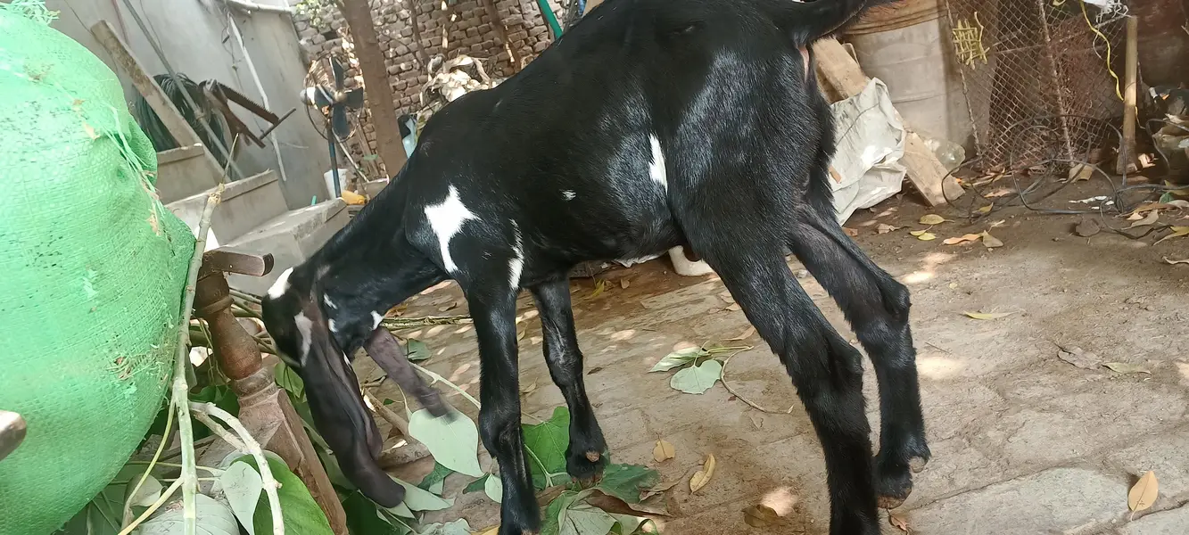 4.5 months beetal male kid — photo 4