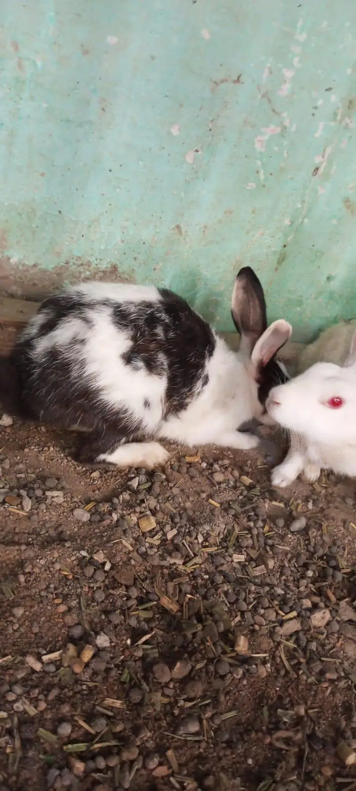 4 female breeder and 2 male breeder Hain — photo 3