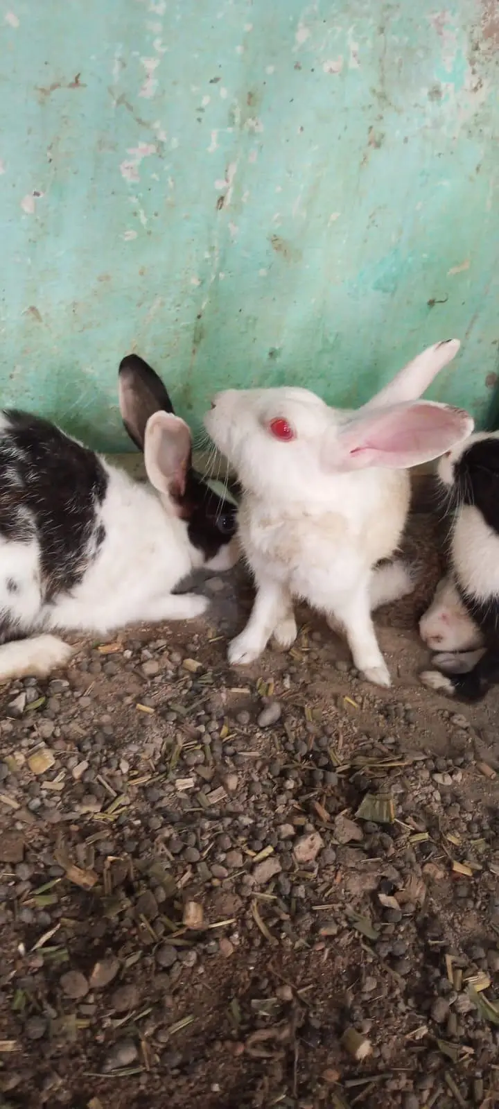 4 female breeder and 2 male breeder Hain — photo 4