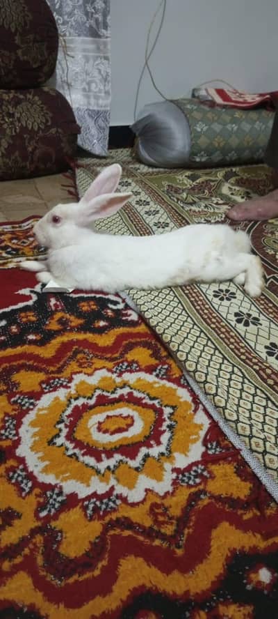 New Zealand white breeder big male