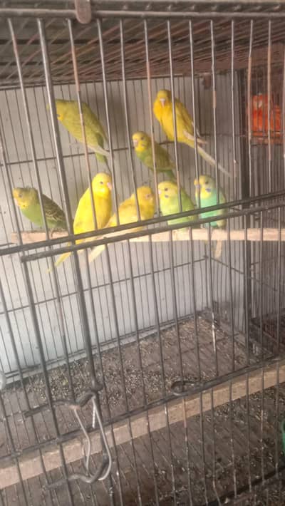 Australian parrot for sale only male