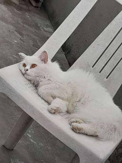 Persian triple coated pair