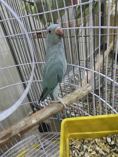 blue parrot