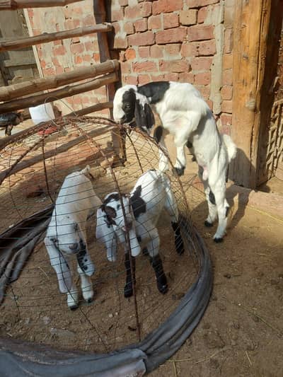 bakra bakri Faisalabad 0315.1613124