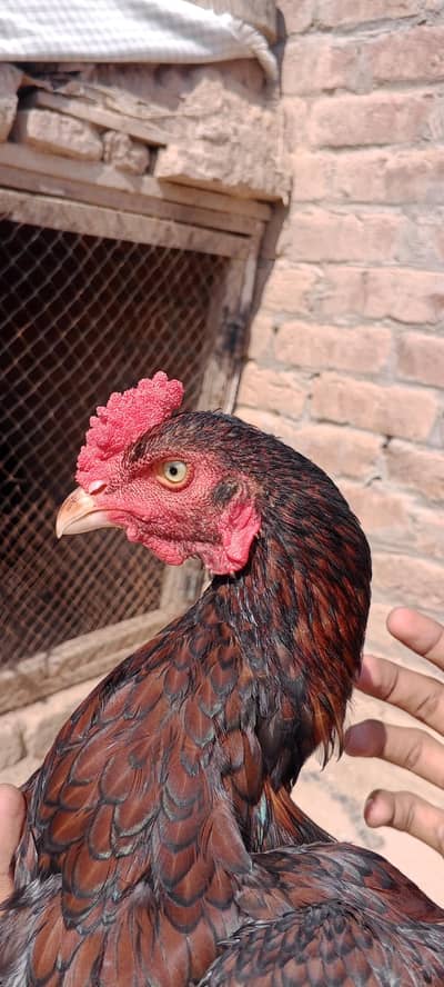 Pela aseel mina wali