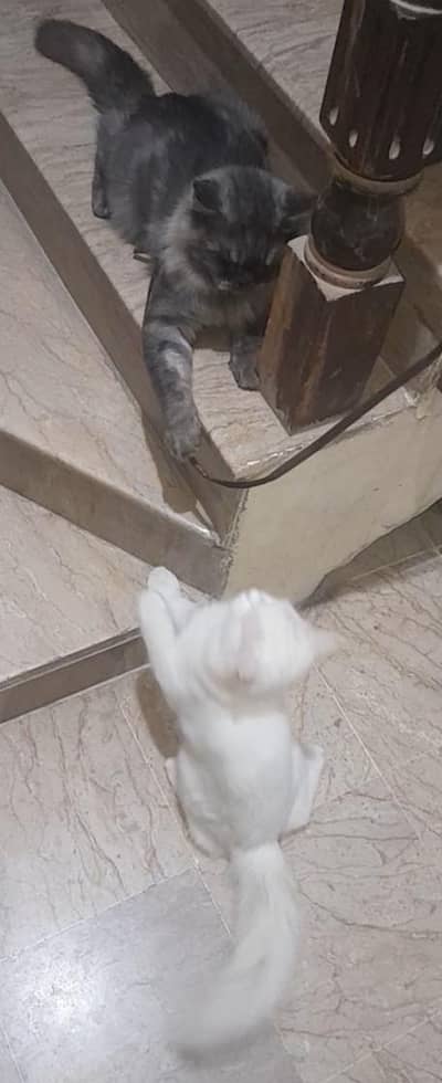 Persian Triple Coated Pair