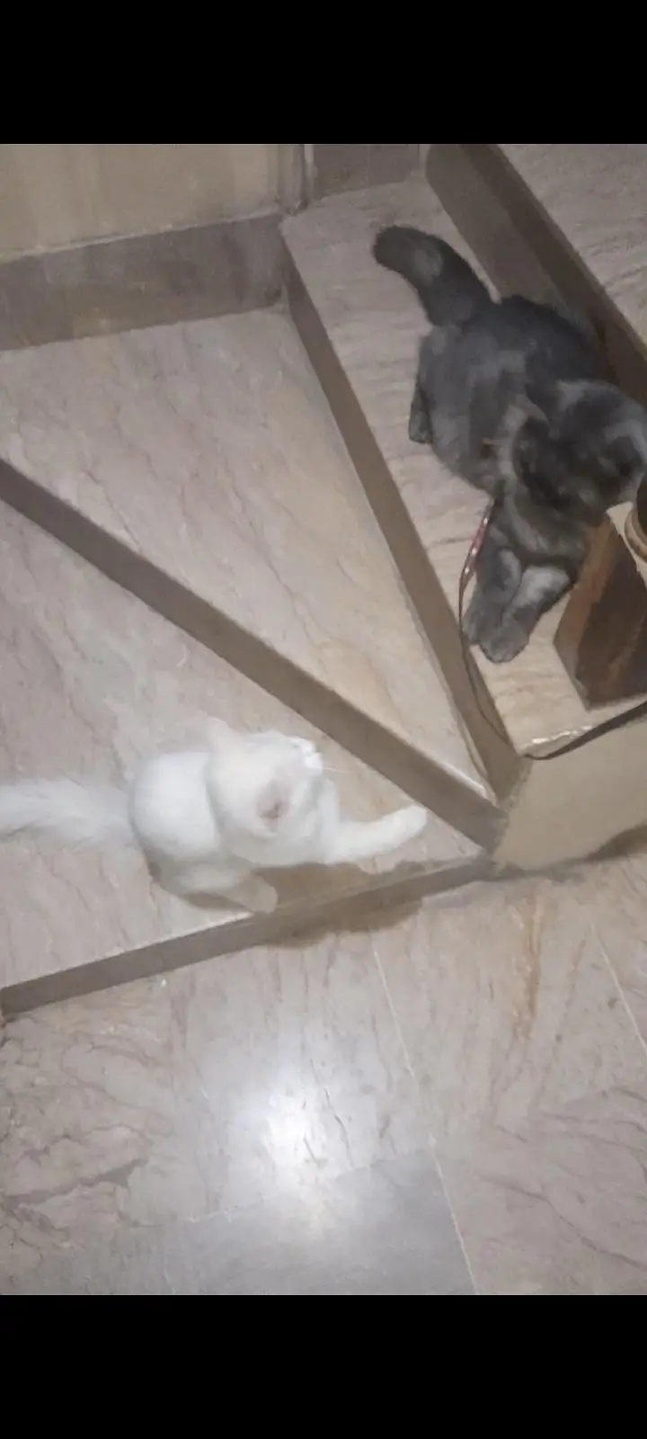 Persian Triple Coated Pair — photo 2