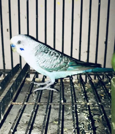 Voilet Black wing Male or possible dunfellow