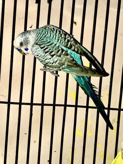 Voilet Black wing Adult Male