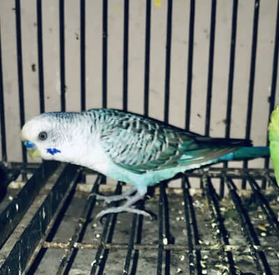 Voilet Black wing Adult Male