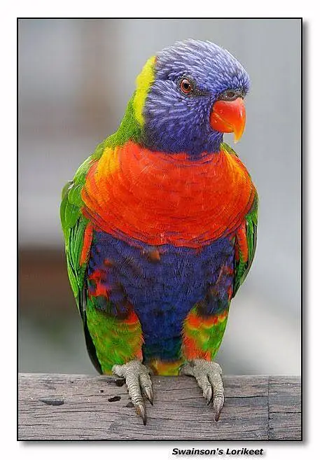 Swainson Lorikeet Fertile Eggs for Sale- Karachi — photo 3