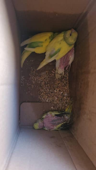 Budgies chick's