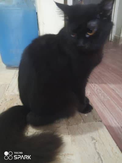 Percian Kitten Tririple coated