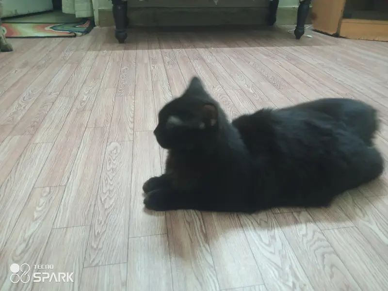 Percian Kitten Tririple coated — photo 2