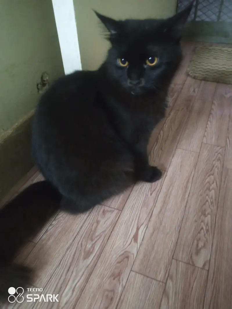 Percian Kitten Tririple coated — photo 3